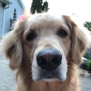 Meet your Posher, Sydney